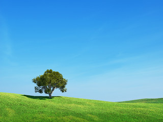 Fototapeta na wymiar Green field and tree