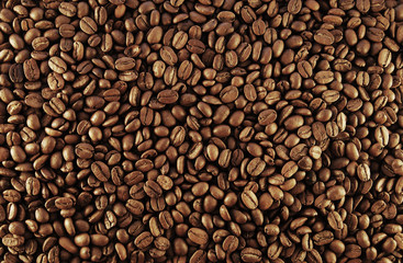 Coffee seed
