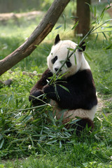 Fototapeta premium Giant pandas in a field