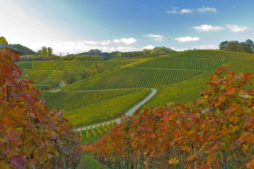 Durbacher Weinberge im Herbst