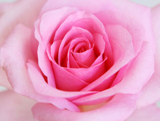 rose,blumenhintergrund