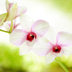 orchideenzauber