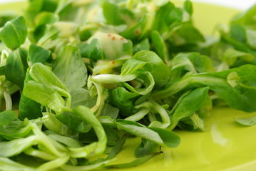salade verte