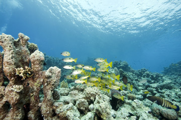 ocean and one-spot snappers