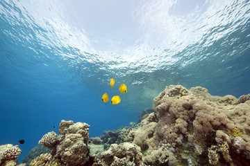 Fototapeta na wymiar coral and masked butterflyfish