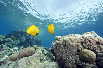 Fototapeta na wymiar coral and masked butterflyfish