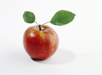 Apfel apple pomme manzana mela