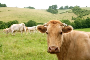 Beige cows cattle  eating in green  meadow