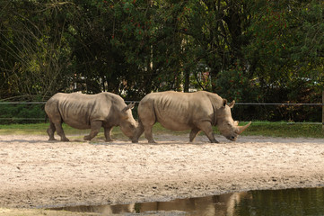 Fototapeta premium Wild rhinos