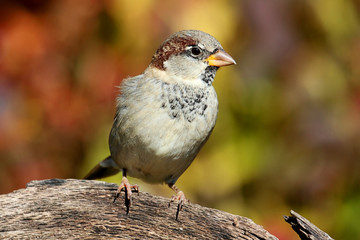 House Sparrow in Autumn