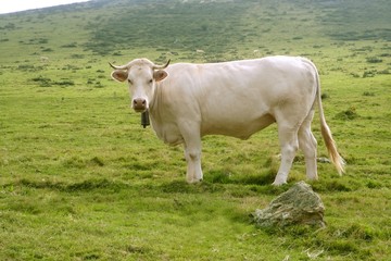 Beige cows cattle  eating in green  meadow