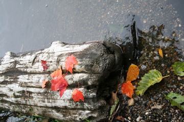 Obraz premium Scenic Autumn Lake