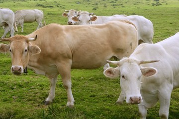 Beige cows cattle  eating in green  meadow