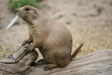 Close up of prarie dog