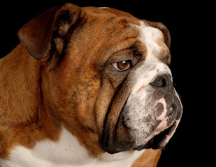 red brindle english bulldog portrait on black background