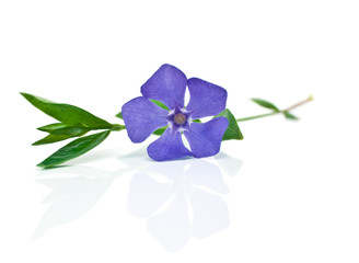 blue flower