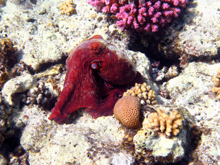 Octopus and coral reef in Red sea