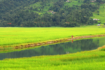 Fototapeta na wymiar landscape of fewa lake