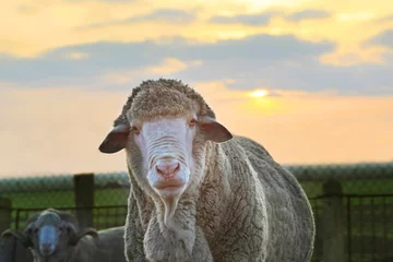 Poster de jardin Moutons Close-up sheep