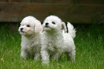 deux adorables chiots bichons frisés dans le jardin