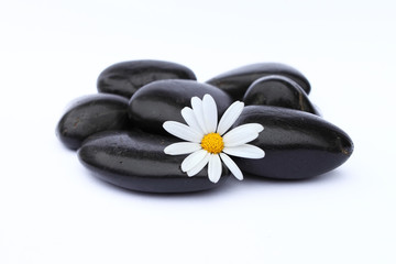 Margeritenbl&uuml;te und Steine