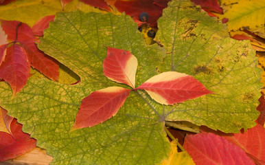Autumn leaves grapes