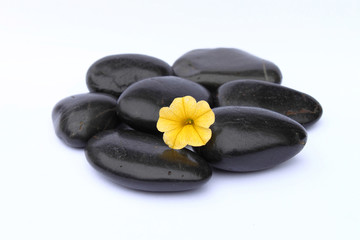 Fototapeta na wymiar Gelbe Blüte, schwarze Steine