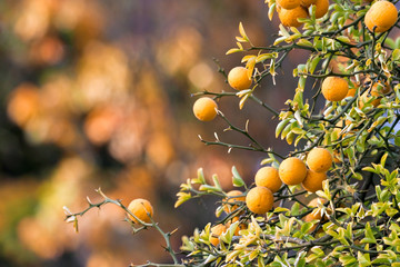 Orangen