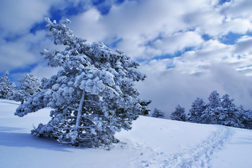 Winter landscape F