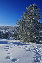 Winter landscape B