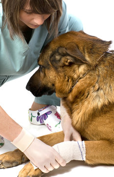 soin pour un chien bless&eacute;