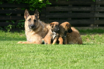 chienne berger belge laekenois avec ses deux chiots