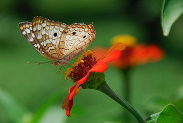 Anartia jatrophae linnaeus