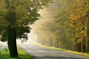 Autumn scenery of the forest road in the fog at sunrise