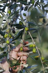 Raccolta olive - dettaglio