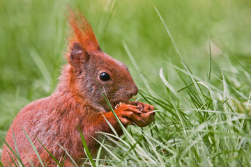 Eichhörnchen