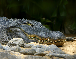 alligator smile