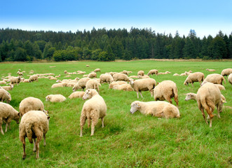 Herd of sheep on green meadow