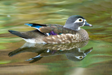 Duck in a pond