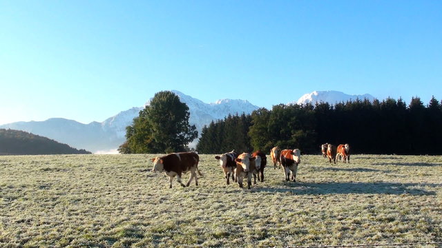 k&uuml;he auf der alm in bayern