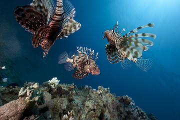 ocean, sun and lionfish