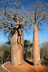Baobab paar