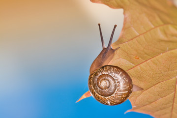 brown snail on leaf