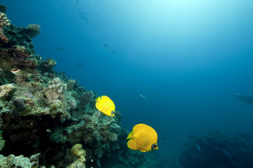 Fototapeta na wymiar ocean and masked butterflyfish