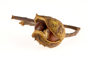 Obraz premium chestnut