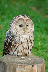 Lazy owl