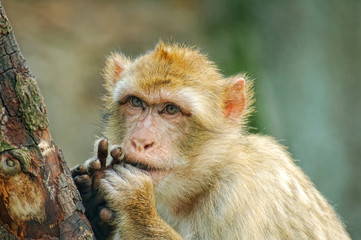 Funny monkey put fingers into mouth