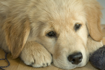 Golden retriever © Arkadiusz Baczyk