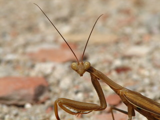 Mante religieuse (insecte) à l'affût.