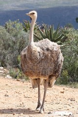 Female Ostrich